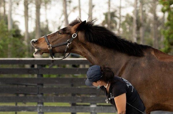 Midnight Rose Equestrian