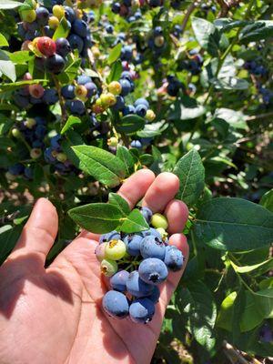 Highland Valley Berry Farm