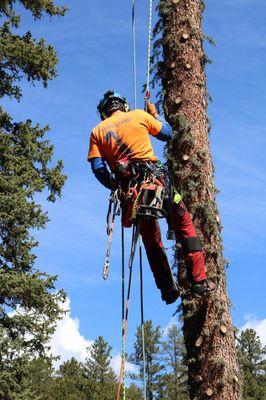 Jose Olvera Tree Service
