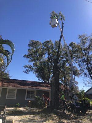 Silverson Tree Services & Landscaping