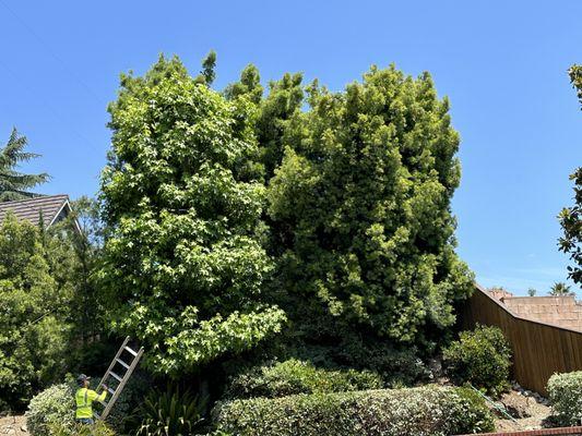 Lopez Tree Service