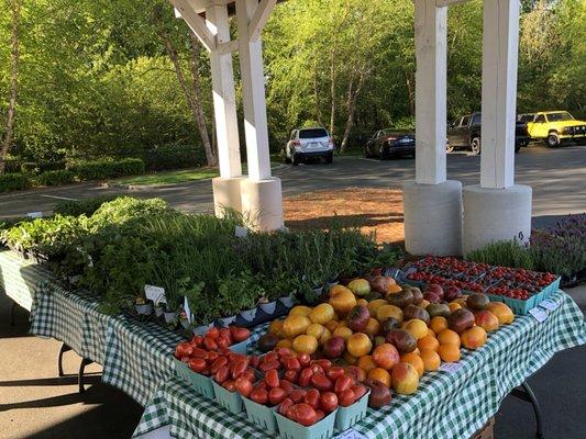 Fresh Roma, Heirloom, and cherry tomatoes.
A variety of starter herbs and vegetable plants for gardens.