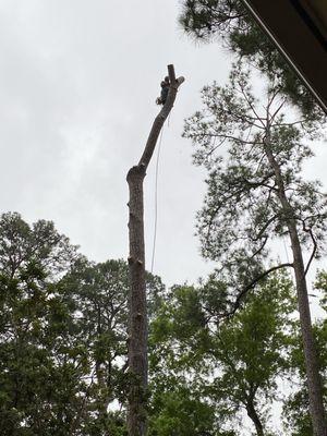 Newland Tree Service