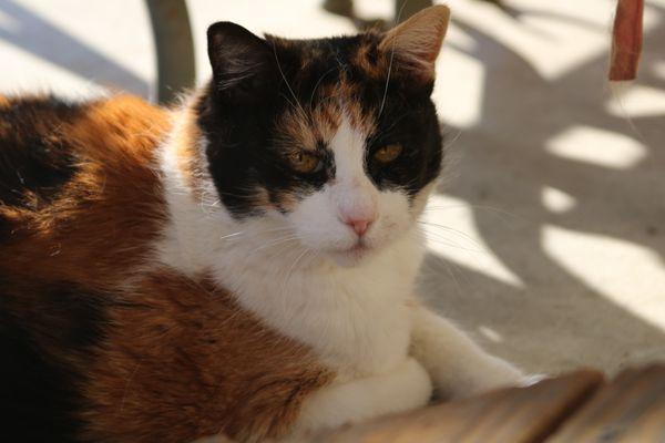 My beloved cat, Alley