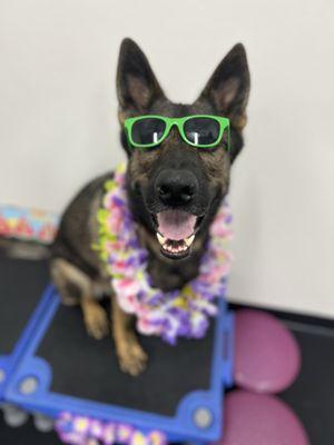 Abbie now doing "Sniffafari" at Wags and Wiggles in August 2023