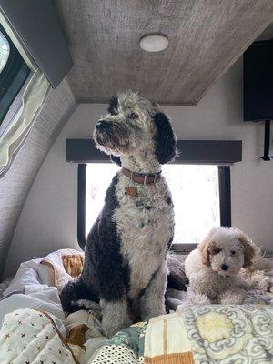 Our dogs love our new RV from Funtime RV