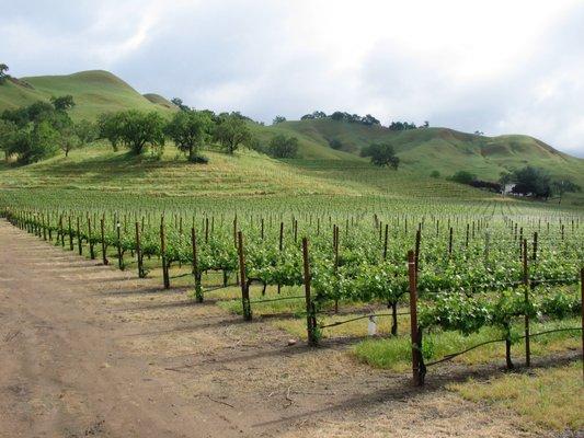 Napa vineyard with our trellis materials