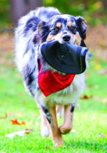 The Doggie Store Outlet