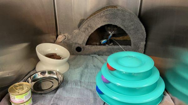 Ash a feral rescue who was so sick , Dr. Adler saved him and his wonderful staff too. Now to find him a forever home 