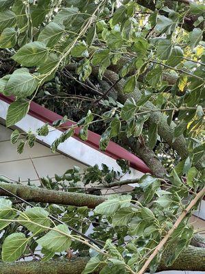 Higher Ground Tree Service