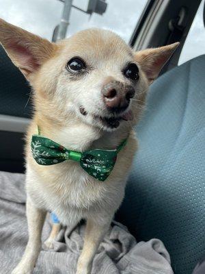 Affordable Animal Hospital