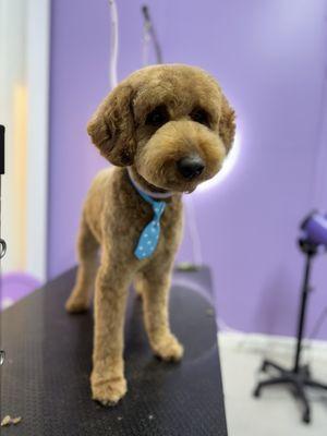 The Pawffice Pet Spa & Daycare