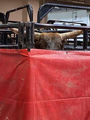 PBR - Professional Bull Riders