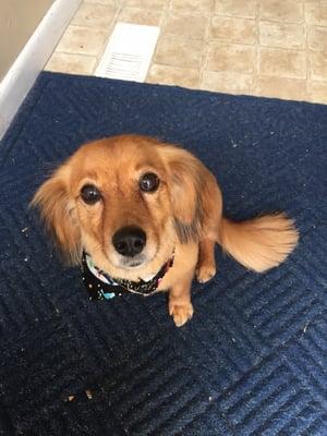 Bubbles N Bows Mobile Grooming