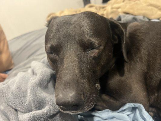 Country Club Animal Hospital