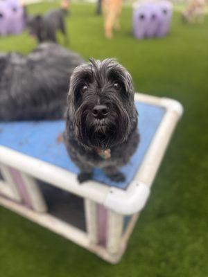 Camp Run-A-Mutt Point Loma