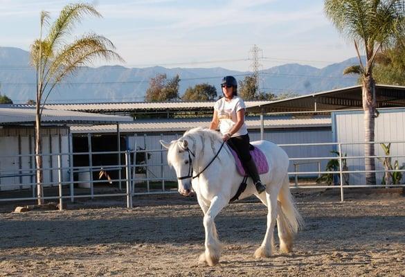 Equestrian Visions Xtreme