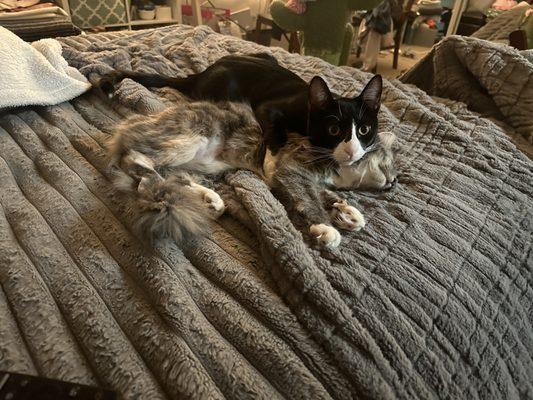 Shenandoah Valley Veterinary Clinic