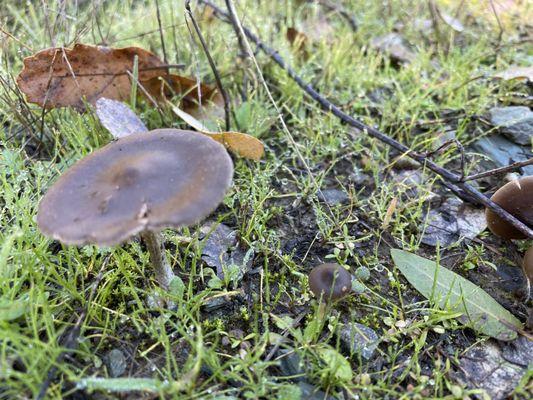 Auburn State Recreation Area