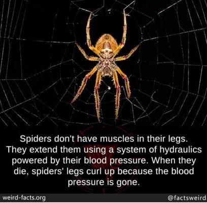 United Termite & Pest Solutions