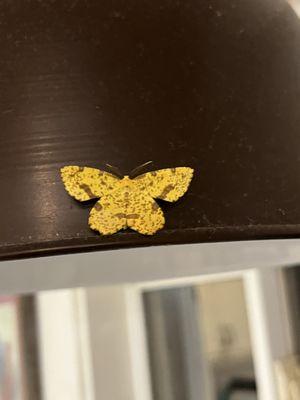 Natural Pest Management