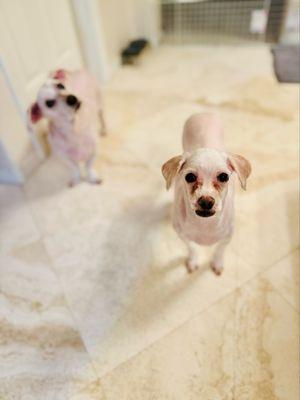 Pet Care Mobile Grooming