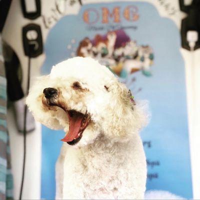 OMG Mobile Pet Spa & More