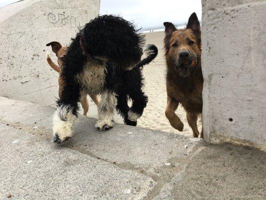 My Pets Excellent Adventure