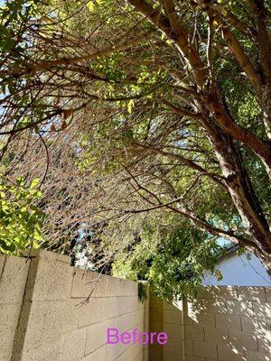 SavATree - Tree Service & Lawn Care