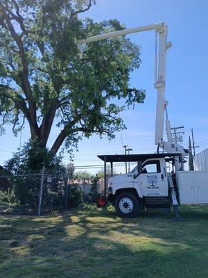 Tree of Life Tree Service