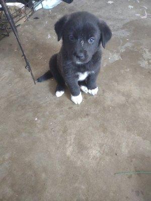 Charles Meadors Trucking