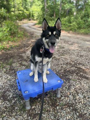 Off Leash K9 Training