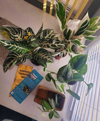 CW: Aphelandra Squarossa, Calathea White Fusion, Satin Pothos, and Polynesian Ivy.