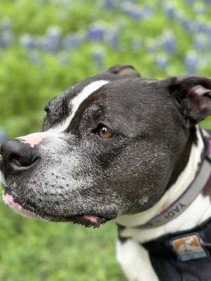 Main Line Veterinary Specialists