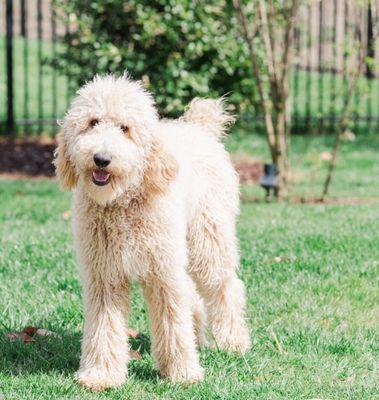 A few days before he was 'groomed'