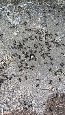 Outstanding Pest Solutions