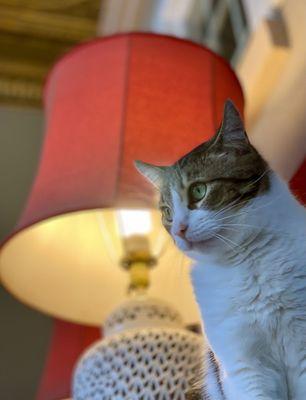 Maya, perhaps the most sophisticated cat in Ohio.