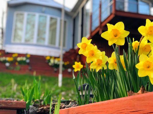 Spring flowers and summer home