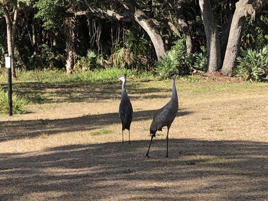 Sebastian Stormwater Park