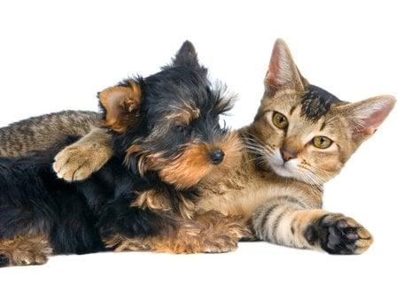 We Love Fetch! Pet Care!