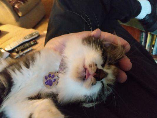 Yoda dreams of wearing her gotags