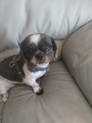 Fur Ever Fresh Pet Grooming