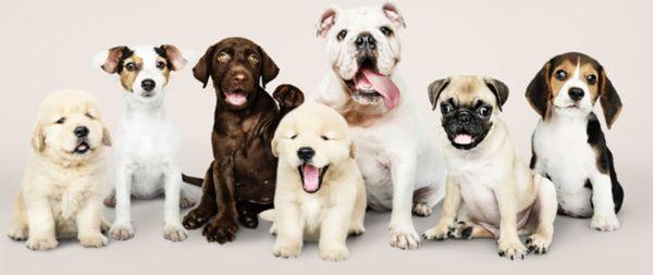 Laureen's Pet Sitting Services