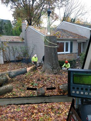 Darrin's Tree Service
