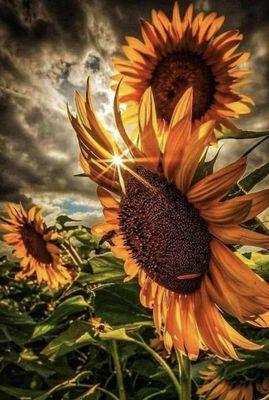 Signed Sealed and Delivered by Lindsey