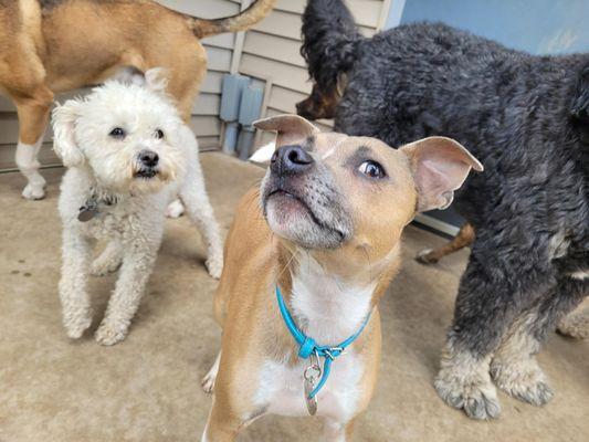 Lucky Paws Pet Boutique