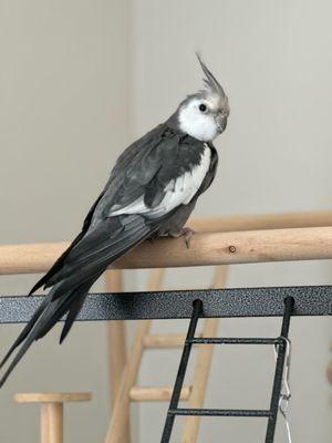 Feathered Friends Forever