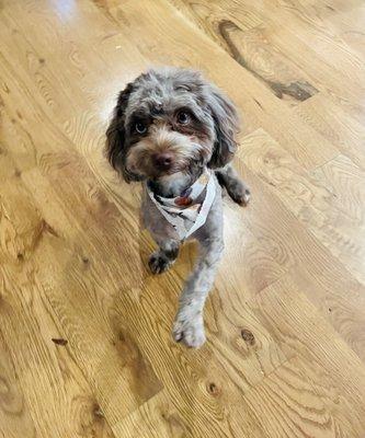 We love the Cuddle Up Pup Grooming services!!!  Victoria!!!  Thanks for all your TLC!