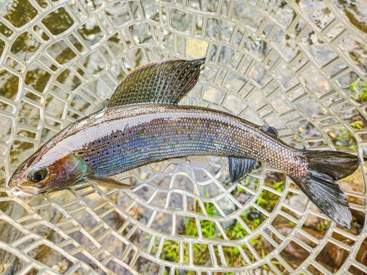 Denali Fly Fishing Guides