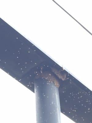 Jeepers Creepers Exterminating